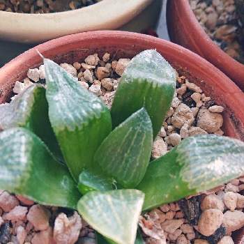 ハオルチア レツーサ 寿の投稿画像一覧 Greensnap グリーンスナップ