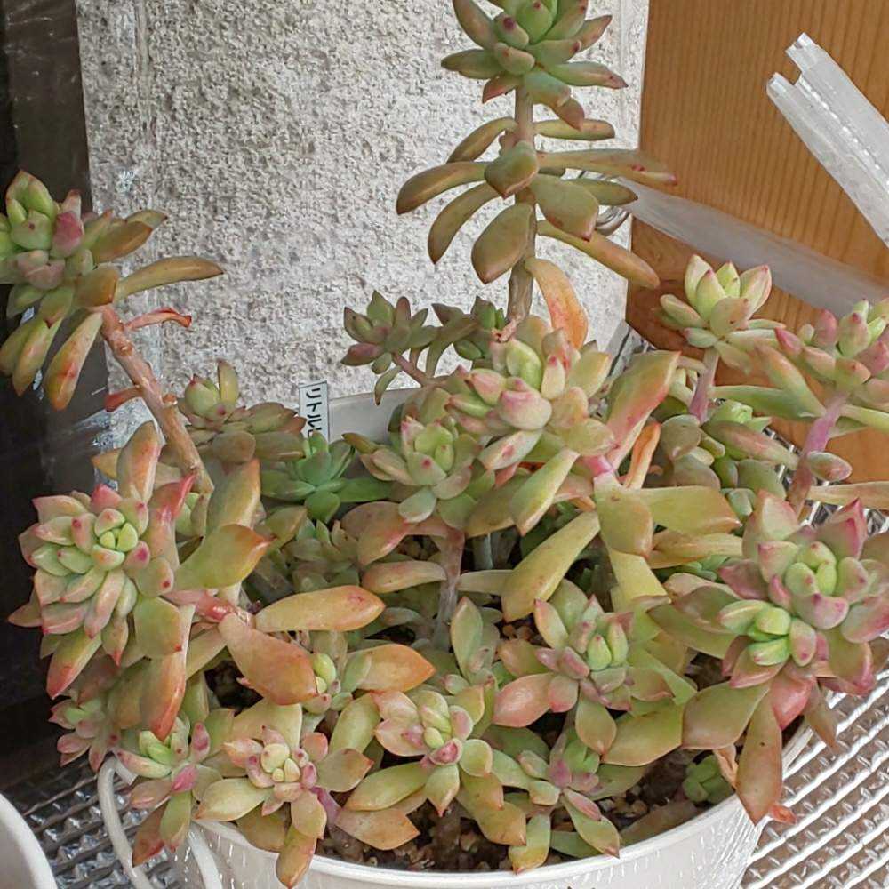 多肉植物　リトルビューティー 8カット　カット苗　セダム 多肉植物 セダム リトルビューティー 7.5cmポット苗 : ハニー