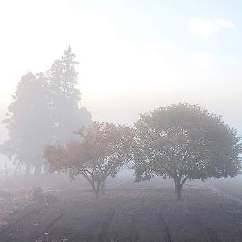 霧の中の画像 by なつ子さん | お出かけ先とたにおたくらぶとバラと夢CLUBとひやみかち首里城！と霧の中となつ子の散歩