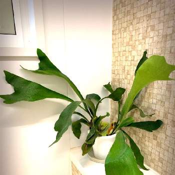 浴室の投稿画像一覧 Greensnap グリーンスナップ