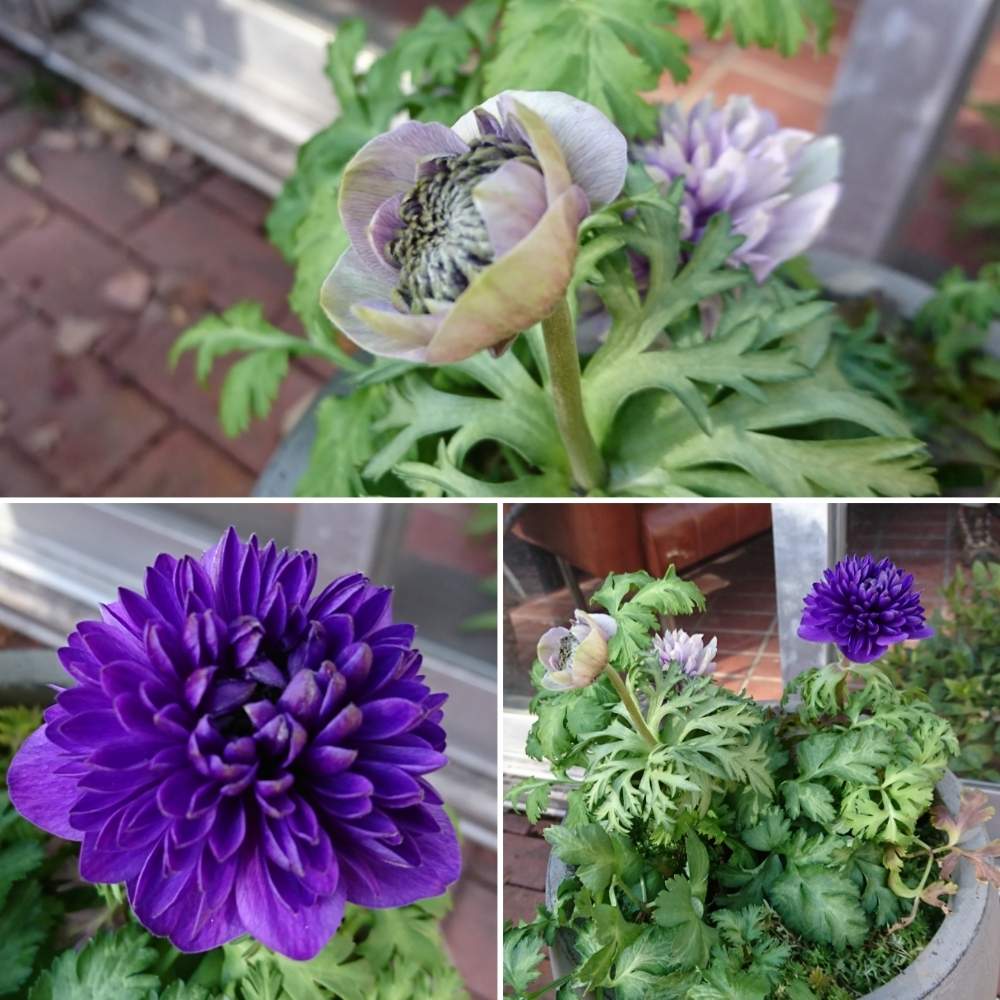 アネモネの投稿画像 By さいたまつぼみさん 八重咲き アネモネと埼玉のつぼみと埼玉万歳とつぼみ と国営武蔵丘陵森林公園と埼玉県とお散歩と紫の花とお出かけ先と埼玉のつぼみと埼玉万歳とつぼみと国営武蔵丘陵森林公園と埼玉県とお散歩と紫の花 19月12月19日