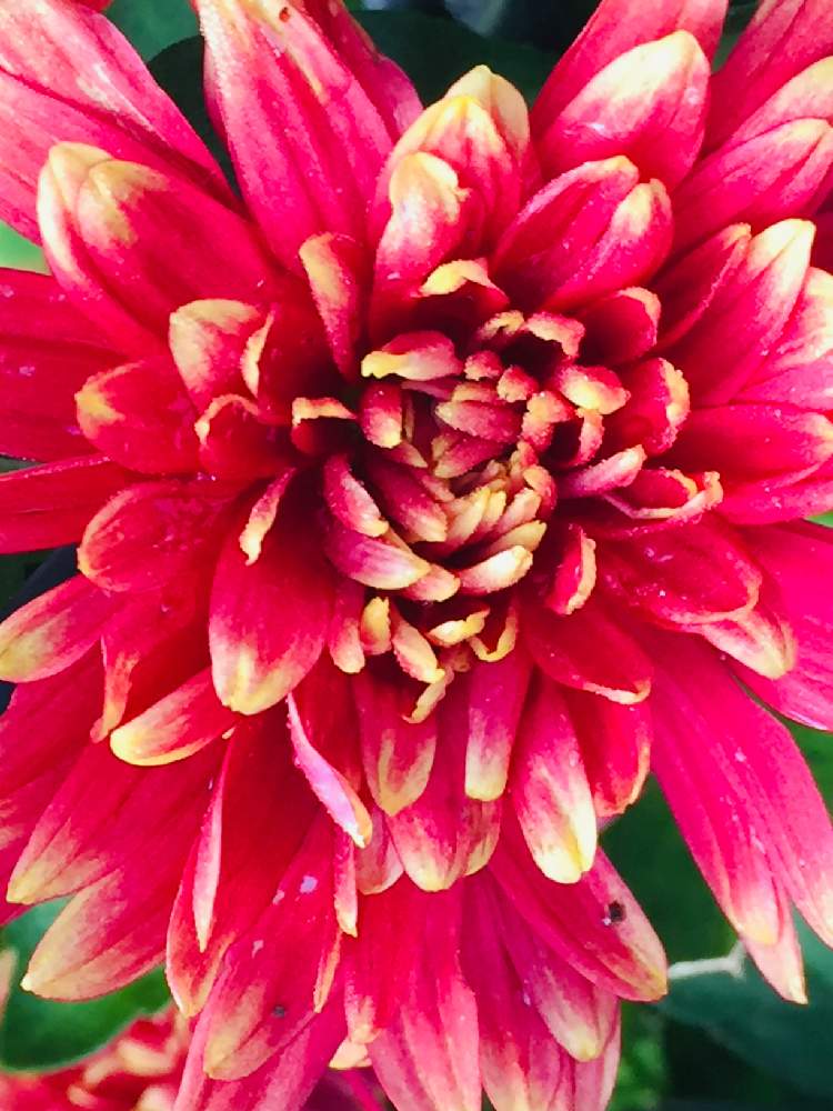 愛らしい の投稿画像 By 里はんさん きらきら と元気貰える と御近所のお庭とお外でとお花が好き と花のある暮らしと綺麗 と可愛い 19月12月19日 Greensnap グリーンスナップ 愛らしい の投稿画像 By 里はんさん きらきら と元気貰える と御近所のお庭とお外でとお花が好き と花のある暮らしと綺麗 と可愛い 19月12月19日 Greensnap グリーンスナップ