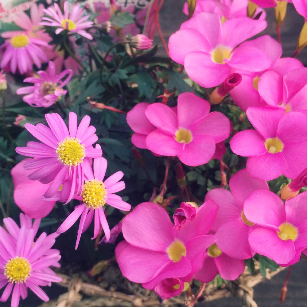 濃いピンク色の投稿画像 By ほっぺさん オキザリス と小菊 と花のある暮らしと初冬 19月12月19日 Greensnap グリーンスナップ