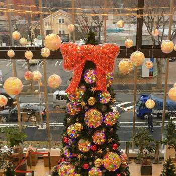 松戸市の画像 by rabeさん | お出かけ先とクリスマスツリーと松戸市とテラスモール松戸