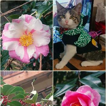 子猫の画像 by SARArabit☆さん | 広い庭とネコのいる暮らしとツバキの花とネコ好きと初心者と子猫とつばきの花とねこちゃん♡とモチの木と椿 ツバキ