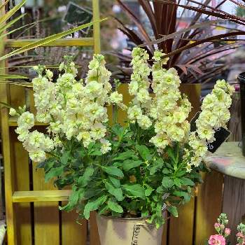 スプレーストック シャンテの投稿画像一覧 Greensnap グリーンスナップ