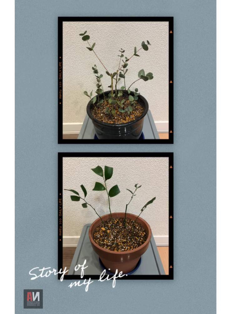 ユーカリの投稿画像 By あんさん ルスカスと挿し木と剪定バサミと相談とルートン 発根促進剤 と剪定鋏 19月12月日 Greensnap グリーンスナップ