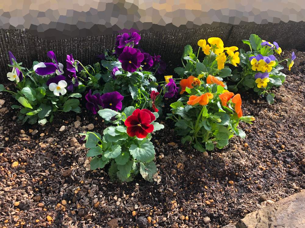 ビオラの投稿画像 By Yagiさん 庭耕す系女子と初心者とスコップ一本と土づくりと庭づくりとガーデニングと花のある暮らしと花壇は手作り 19月12月日 Greensnap グリーンスナップ