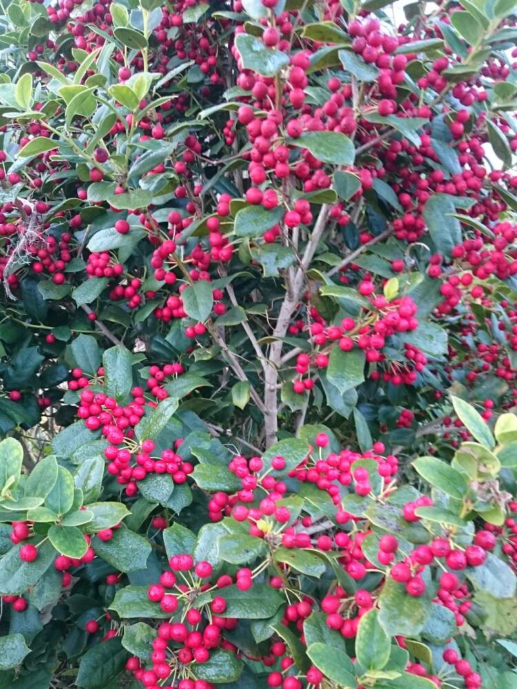 クリスマスホーリーの投稿画像 By お庭番さん 花のある暮らしと赤い実 19月12月日 Greensnap グリーンスナップ