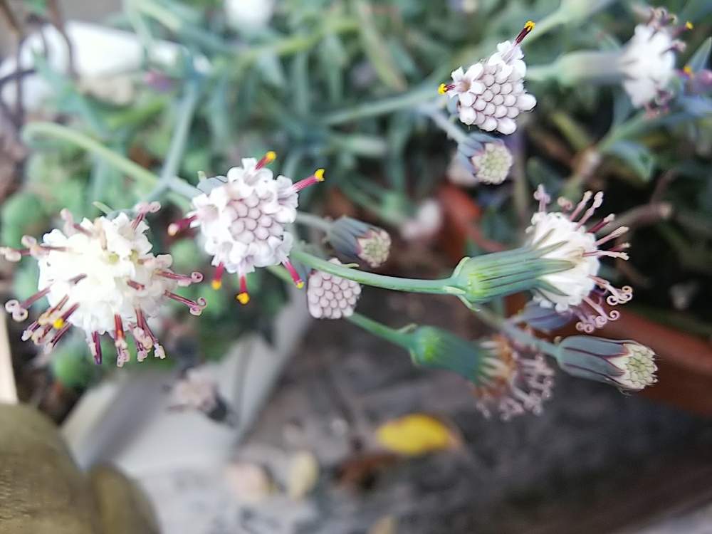 多肉植物の投稿画像 By たまこさん 白い花とドルフィンネックレス 19月12月日 Greensnap グリーンスナップ