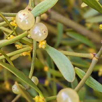 クリスマスと言えば宿り木 の投稿画像一覧 Greensnap グリーンスナップ