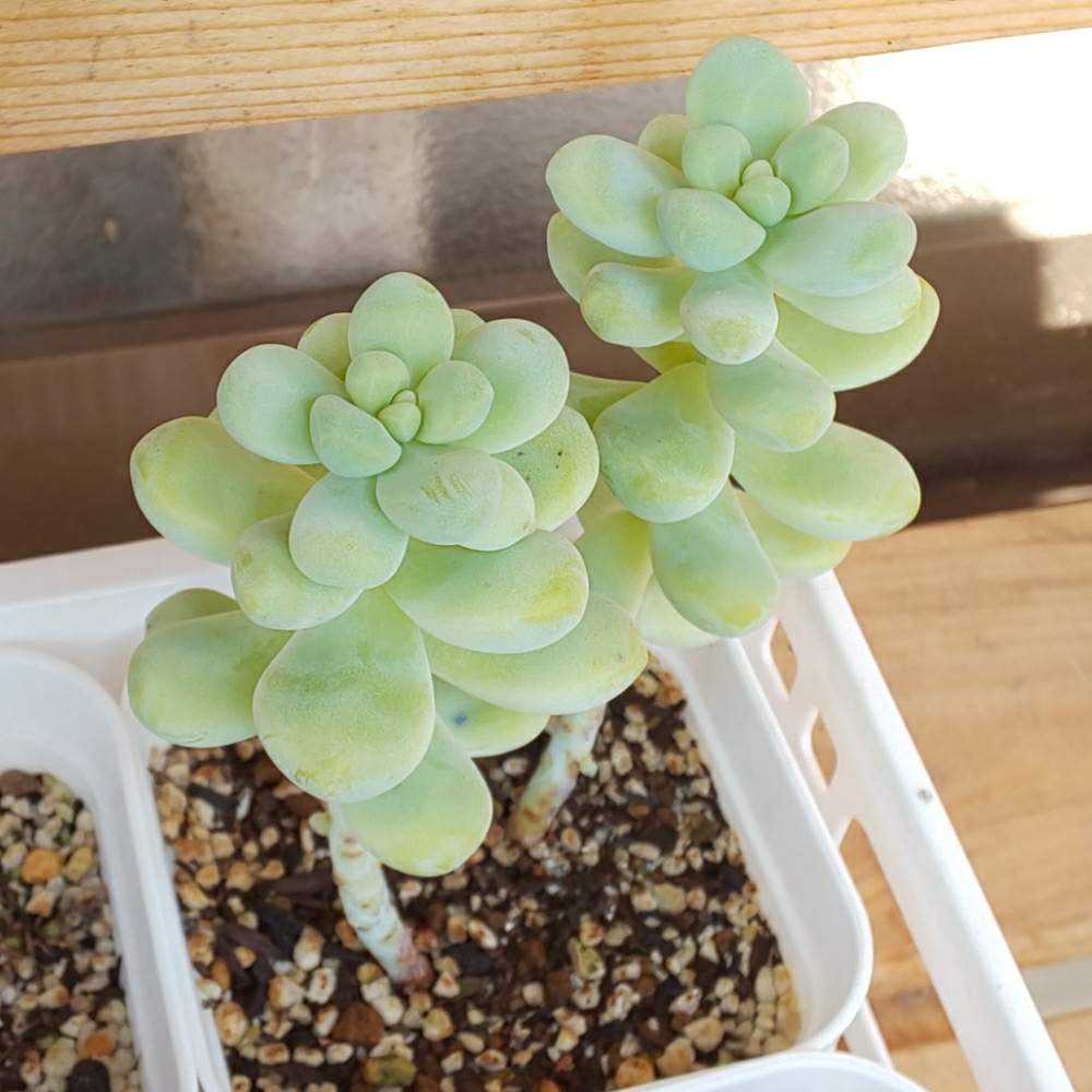 新作モデル 多肉植物 葉っぱセット おまけ 12枚 11種 訳あり フラワー ガーデン Www Pastosbons Ma Gov Br