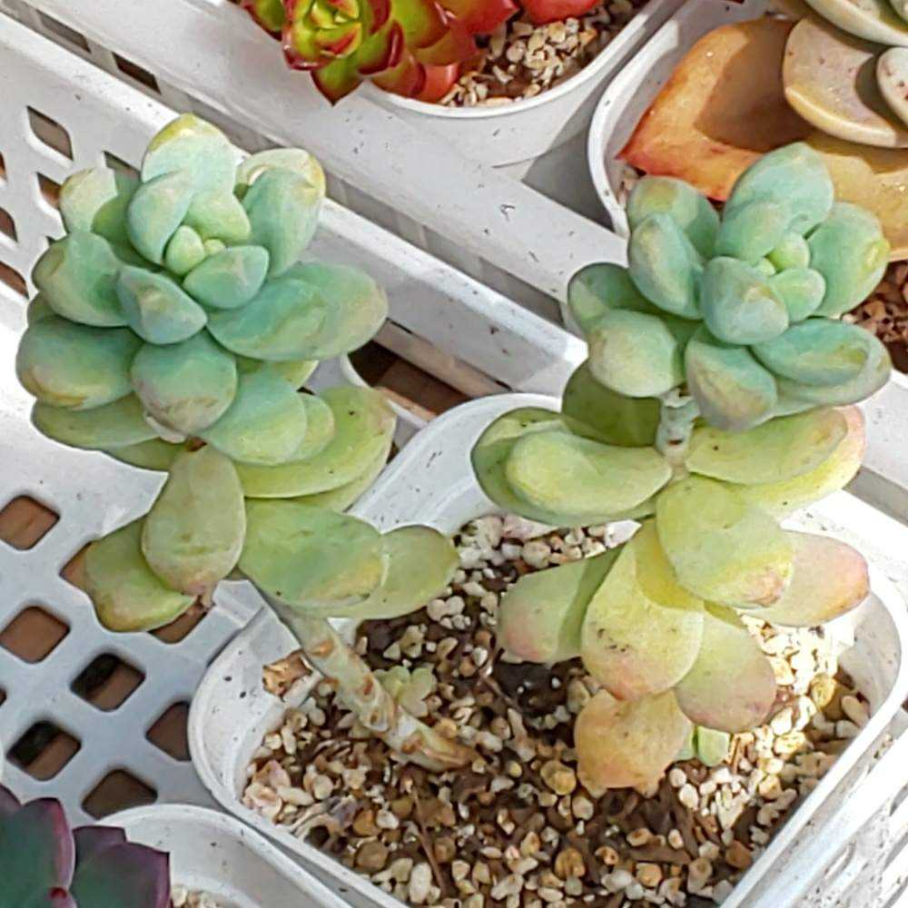 多肉植物 天使の雫／トレレアシー カット苗 7個 多肉植物 天使の雫／トレレアシー カット苗 7個 【公式通販】