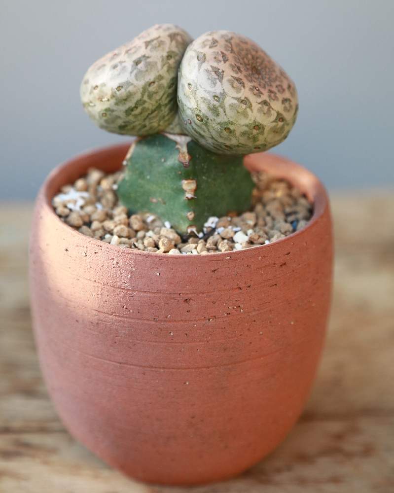 ユーフォルビア ツルビニフォルミス レア多肉植物