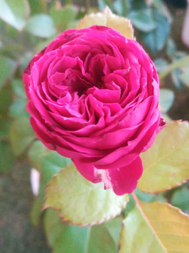 バラ ガーネットジェムの投稿画像 By るるさん ばら バラ 薔薇と薔薇に魅せられてとガーデニングと花のある暮らしと薔薇 とバラ ミニバラ 19月12月21日 Greensnap グリーンスナップ