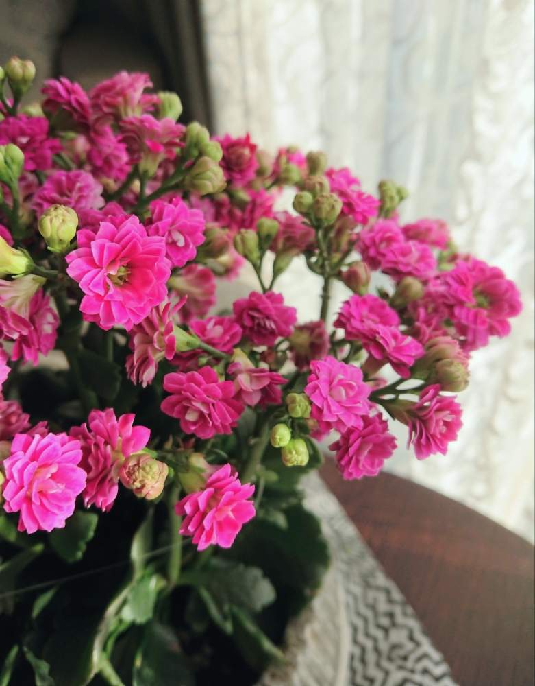 カランコエ クイーンローズの投稿画像 By Blankaさん 鮮やかなとピンクの花と可愛い花と可愛い蕾と花のある暮らし 19月12月21日 Greensnap グリーンスナップ