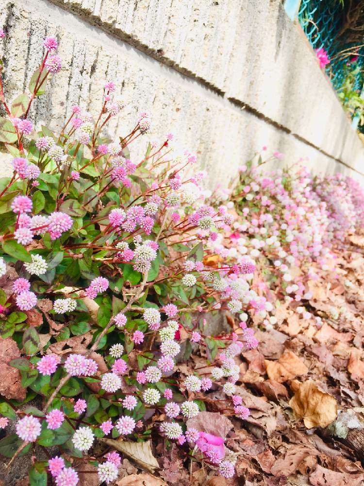 ポリゴナム ヒメツルソバ の投稿画像 By みんそら さん ヒメツルソバ ポリゴナム とぽこぽこ とポリゴナムと通りの花と花いっぱい とgs映えと花 のある暮らしといっぱいとiphone撮影とピンクと白い花とピンクの花とピンク ピンクと成長中とどんどん増えると