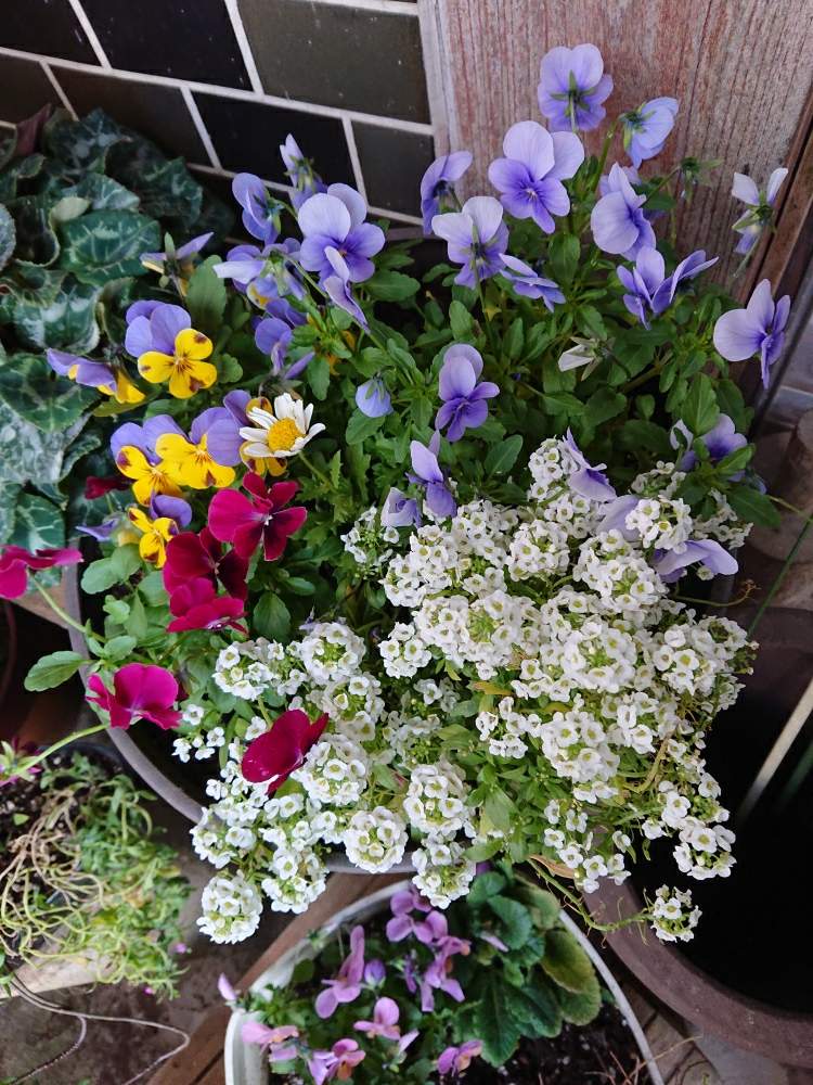 スイートアリッサム の投稿画像 By 山ちゃんさん 寄せ植えと花のある暮らしと今日のお花 2019月12月 21日 Greensnap グリーンスナップ