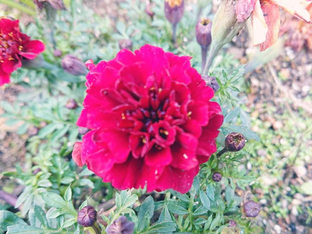 マリーゴールドの投稿画像 By コッペパンさん 植物とお花と咲いた と植中毒 19月12月21日 Greensnap グリーンスナップ