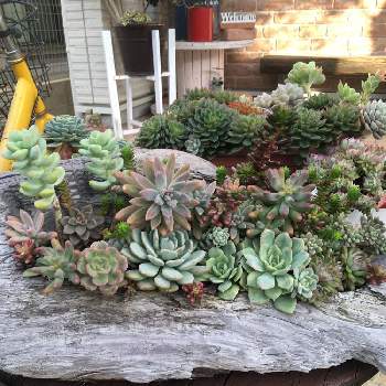 新品同様 流木多肉寄せ植えno 136 5ccb6e4c 定期お届け便 Pn Batam Go Id