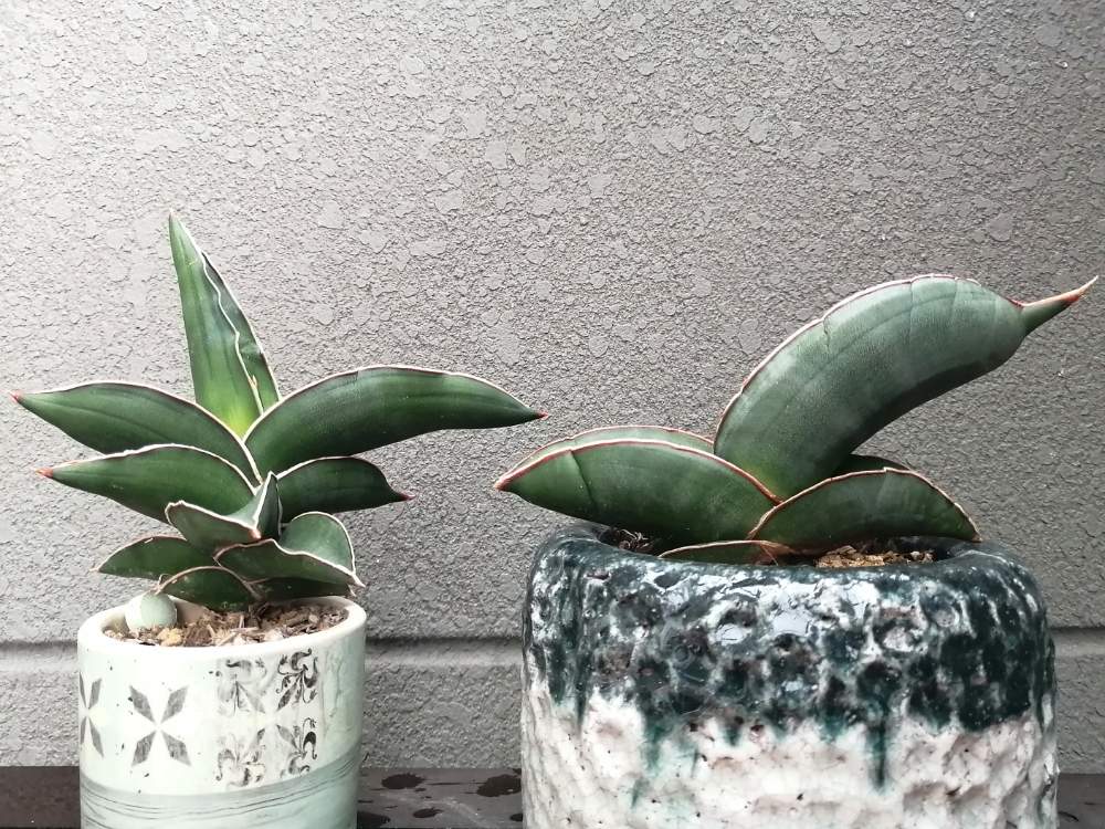 サンスベリア サムライドワーフの投稿画像 By じーこさん サンスベリア エーレンベルギー バナナとみどりのある暮らしと観葉植物と集合写真とお気に入りと サンスベリアと日光浴とかわいいと室内管理 19月12月21日 Greensnap グリーンスナップ