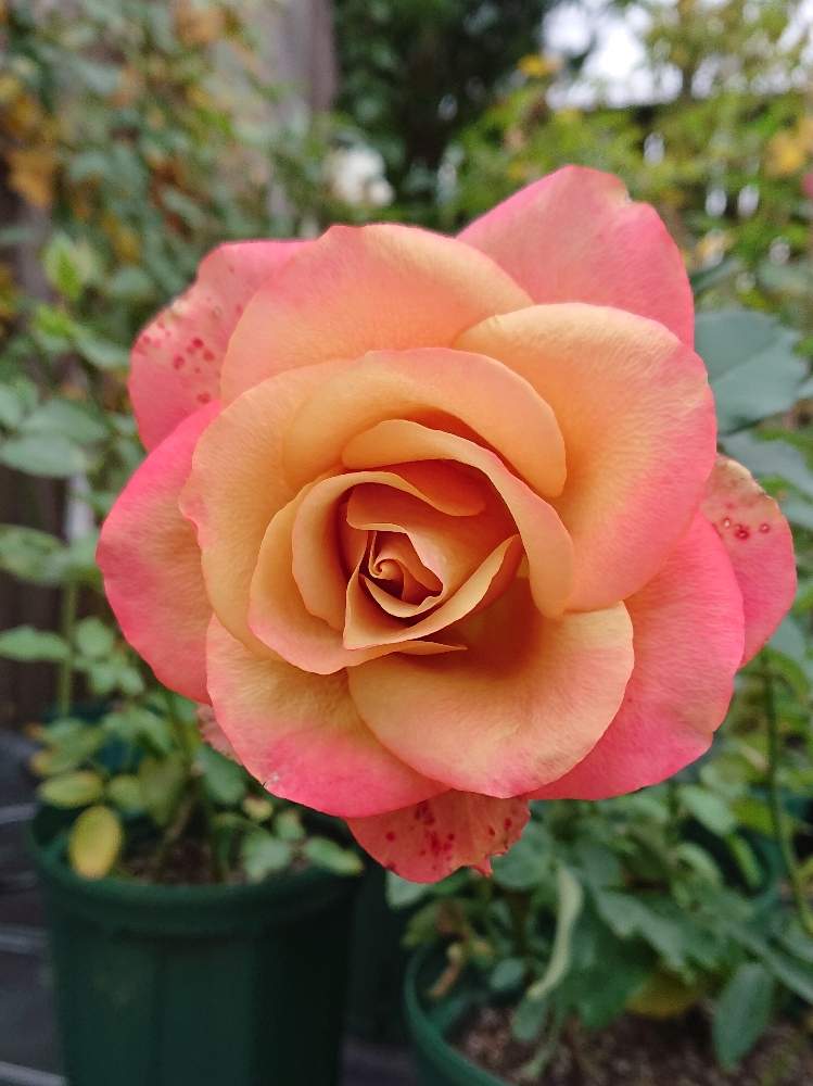 お出かけ先の投稿画像 By けいにゃんこさん 花のある暮らしと横浜イングリッシュガーデンと冬のバラと花のある暮らしと横浜イングリッシュガーデンと冬のバラ 19月12月21日 Greensnap グリーンスナップ Greensnap グリーンスナップ お出かけ先の投稿画像 By けいにゃんこさん 花のある暮らしと横浜イングリッシュガーデンと冬のバラと花のある暮らしと横浜イングリッシュガーデンと冬のバラ 19月12月21日 Greensnap グリーンスナップ Greensnap グリーンスナップ