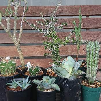 ユーフォルビア ホリダ ゼブラの投稿画像一覧 Greensnap グリーンスナップ