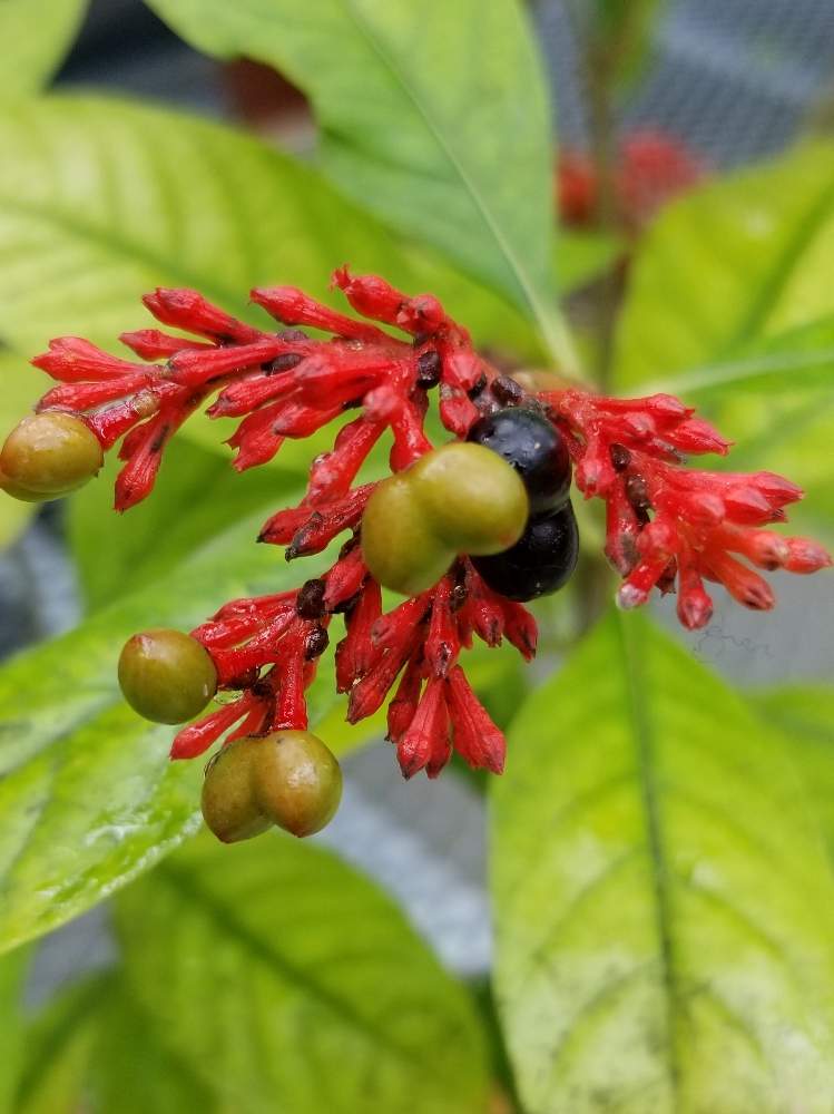 インドジャボク 印度蛇木 の投稿画像 By ジジさん 温室 19月12月21日 Greensnap グリーンスナップ