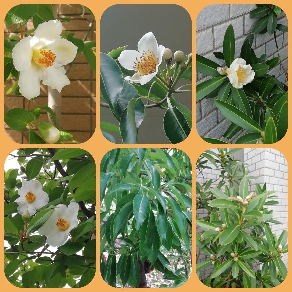 ナツツバキの投稿画像 By トユタさん ヒメツバキと台湾椿 ゴードニア とイジュとゴードニアとヒメシャラ 19月12月21日 Greensnap グリーンスナップ Greensnap グリーンスナップ