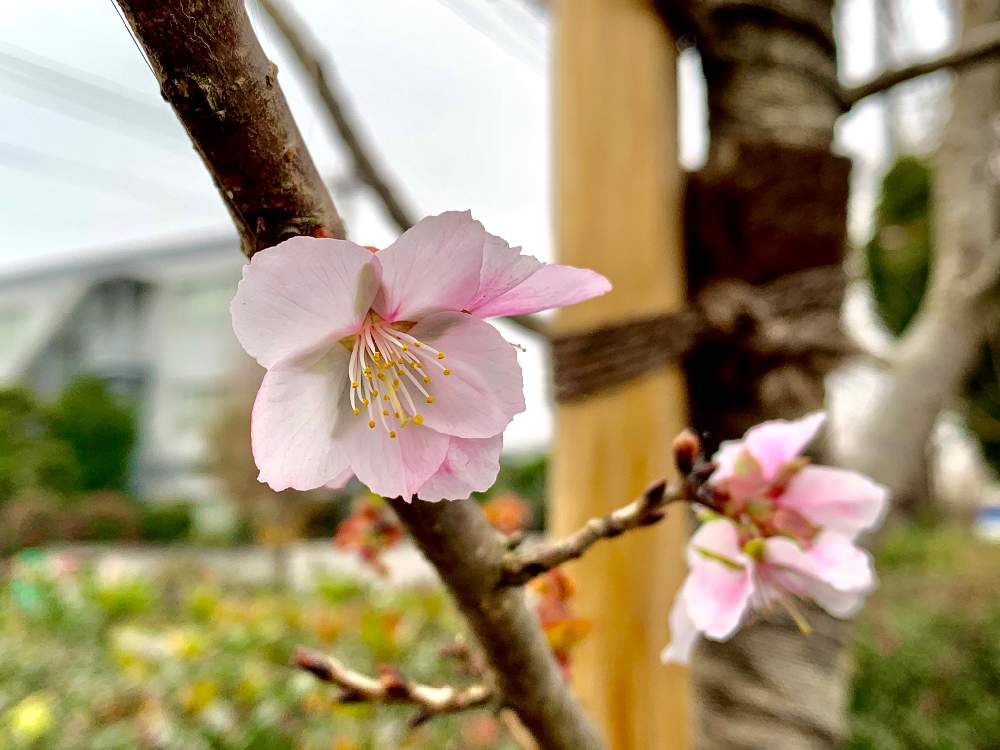 ピンク色の花の投稿画像 By Tazさん 冬の桜と街路樹 公園 19月12月21日 Greensnap グリーンスナップ