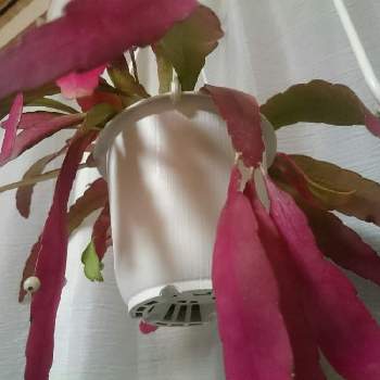リプサリスラムローサの画像 by みのりさん | 和室とリプサリスラムローサと観葉植物
