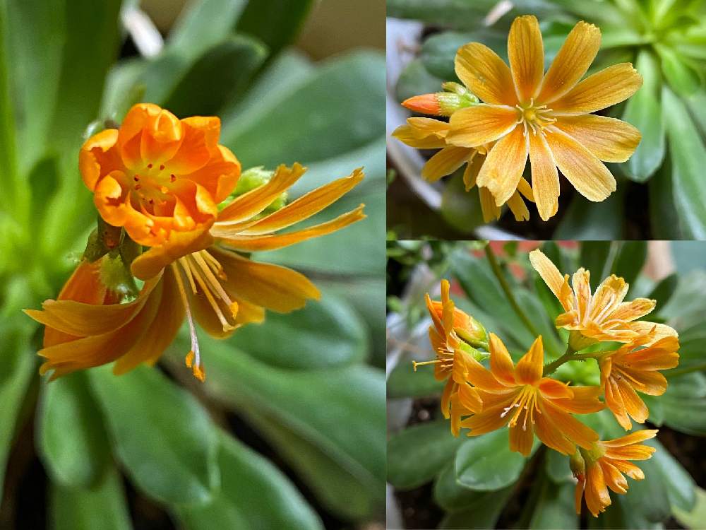 レウィシアの投稿画像 By 花と虫と風と空とさん 19月12月21日 Greensnap グリーンスナップ Greensnap グリーンスナップ レウィシアの投稿画像 By 花と虫と風と空とさん 19月12月21日 Greensnap グリーンスナップ Greensnap グリーンスナップ