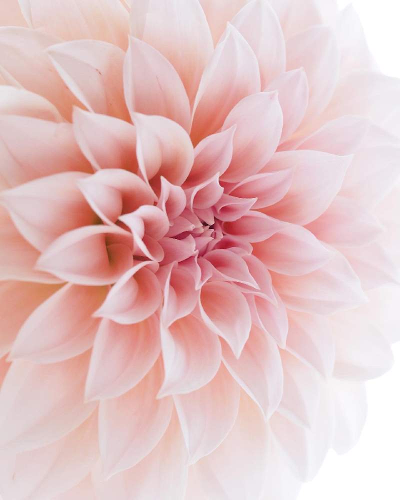 ダリアの投稿画像 By Sakiyukaさん 部屋とカメラ女子とgs日和と今日の一枚と今日のお花と写真が好きと今朝の一枚と可愛い と花のある暮らしとオリンパスと1輪の花贈りと旬の花とカメラ女子とgs日和と今日の一枚と今日のお花と写真が好きと今朝の一枚と可愛いと花のある