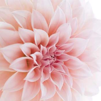 1輪の花贈りの投稿画像一覧 Greensnap グリーンスナップ