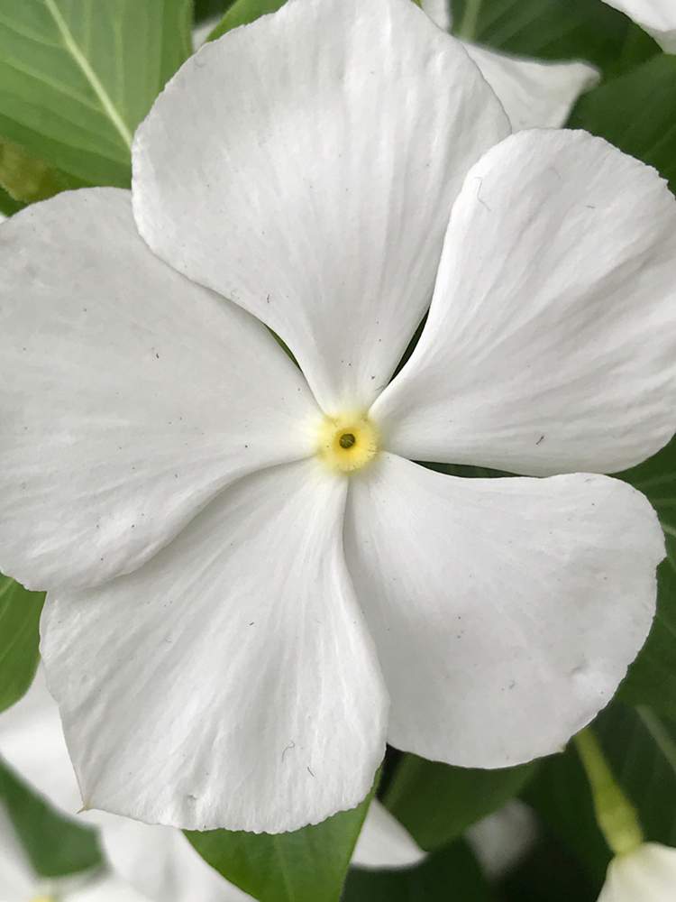 白い花の投稿画像 By Kasugiさん グラデーションアルバムと白い植物フォトコン 19月12月22日 Greensnap グリーンスナップ