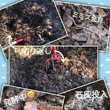 腐葉土 の投稿画像一覧 Greensnap グリーンスナップ