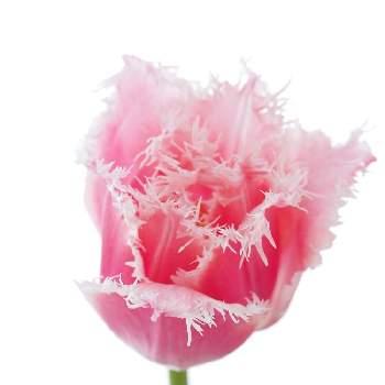 1輪の花贈りの投稿画像一覧 Greensnap グリーンスナップ