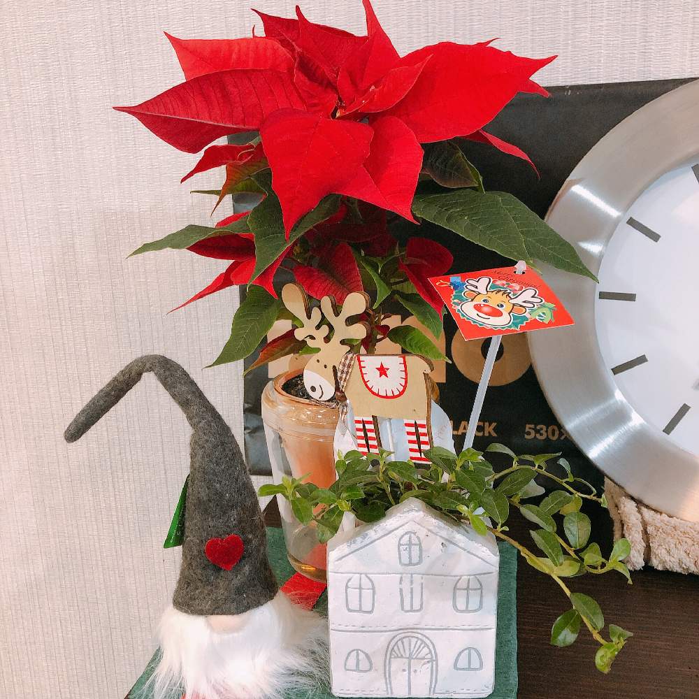 ポインセチアの投稿画像 By Botanicalmanyaさん 猩々木 と赤い植物と緑のある暮らしとラブグリーン と花のある暮らしと愛犬とお花とクリスマス 19月12月22日 Greensnap グリーンスナップ