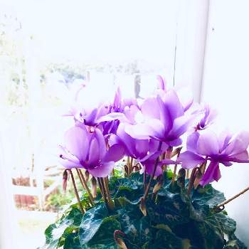 サントリーブルーシクラメンの画像 by あさみんさん | 窓辺の植物とサントリーブルーシクラメンとセレナーディア  ライラックフリル