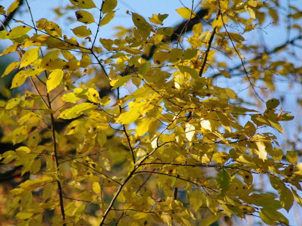 イヌシデの投稿画像 By のんちゃんさん 植物園と 翼で飛ぼうシリーズと どうぶつシリーズのんちゃん 19月12月22日 Greensnap グリーンスナップ