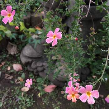 サンブリテニアアプリコットディーバの画像 by さちはなさん | 小さな庭とグリーンのある暮らしと今日の１枚と12月と花のある暮らしとサンブリテニア☆とサンブリテニアアプリコットディーバ