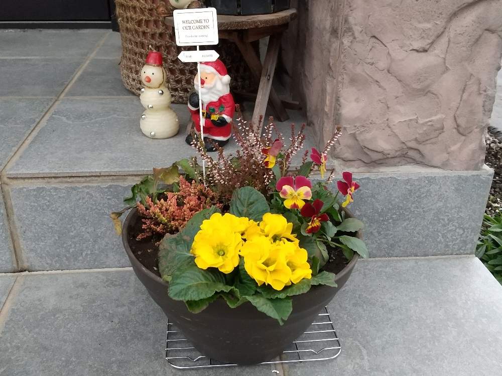 プリムラの投稿画像 By しろぷーさん ビオラとカルーナとアジュガと寄せ植えと初心者と冬の花とガーデニングと花のある暮らし 19月12月22日 Greensnap グリーンスナップ
