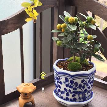 ミカン科キンカン属の画像 by 美野美谷さん | バルコニー/ベランダとミカン科キンカン属と実物盆栽と金豆  (キンズ)と実物と可愛い実物とM's style bonsaiとM's style bonsai(花もの)とM's style bonsai(実もの)