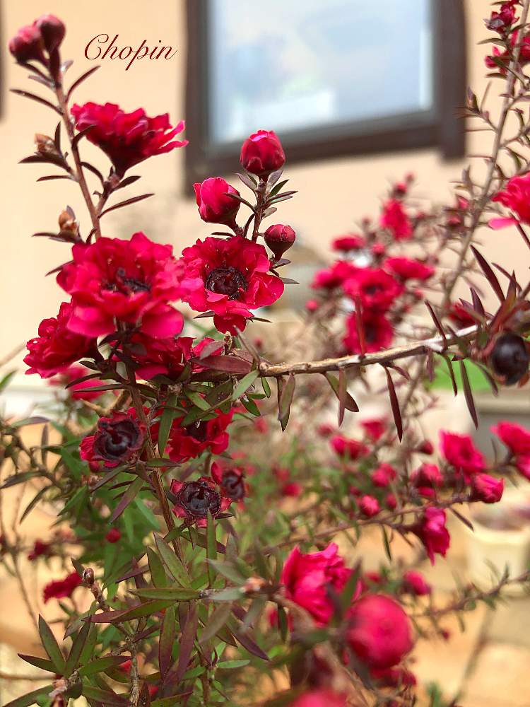 ギョリュウバイの投稿画像 By Chopin ショパン さん 赤色の花と ギョリュウバイとマヌカハニーとフトモモ科とギョリュウバイ 赤とネイティブプランツと赤い花とナチュラルスタイルと小花とめんこい とかわいいと被災地にエールを とオージープランツとチーム愛知と