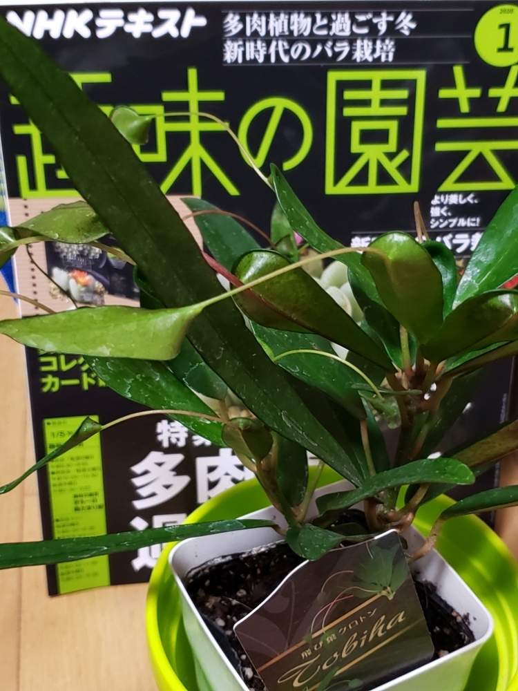 クロトン 飛び葉の投稿画像 By ラミラミさん 観葉植物と珍奇植物と飛び葉クロトン 19月12月22日 Greensnap グリーンスナップ