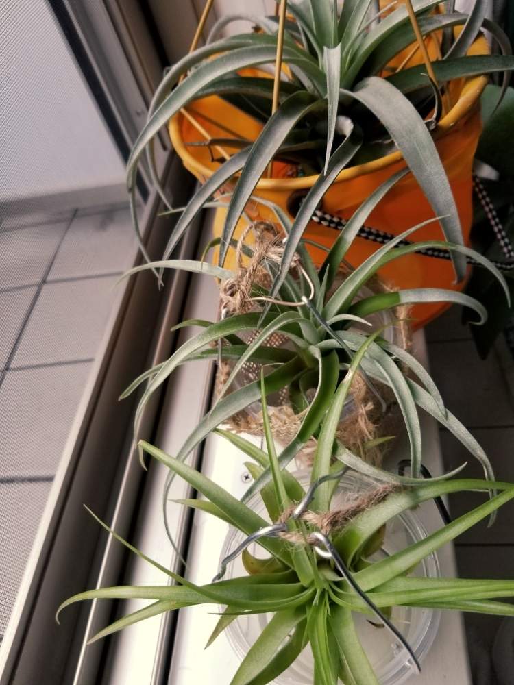 ブラキカウロスの投稿画像 By 芋太郎さん カピタータと観葉植物と植物のある暮らしと植中毒と趣味の園芸 と巨大化と室内管理とエアプランツとエアープランツ チランジア 19月12月22日 Greensnap グリーンスナップ ブラキカウロスの投稿画像 By 芋太郎さん カピタータと観葉植物と植物のある暮らしと植中毒と趣味の園芸 と巨大化と室内管理とエアプランツとエアープランツ チランジア 19月12月22日 Greensnap グリーンスナップ