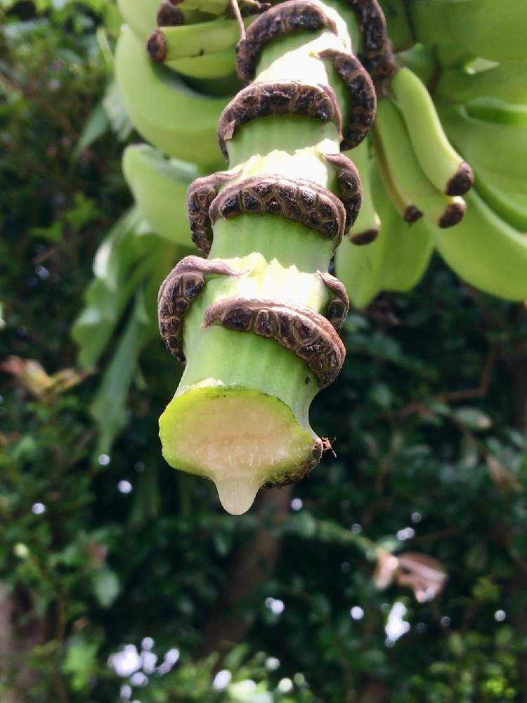島バナナ 若木子株 　親株越冬してます。準備中。 島バナナ 若木子株 親株越冬してます。準備中。 島バナナ！苗植え