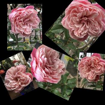 薔薇　ミヤビの画像 by mutsuchiyanさん | 小さな庭と挿木　薔薇と薔薇　ミヤビと癒しと愛しいとありがとうと美しいとピンクと薔薇挿し木とGreenSnapmarcheと元気と可愛いとガーデニングと小さな小さな庭と花のある暮らしとGREEN UP!と真冬