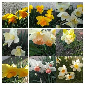 春よ、こいの画像 by ふーこさん | 小さな庭と花のある生活と春よ、こいと 水仙と青森県❤︎.*と花のある暮らし