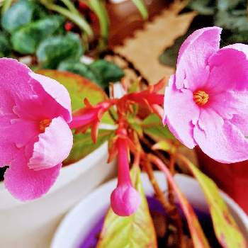 におい桜 ココの投稿画像一覧 Greensnap グリーンスナップ